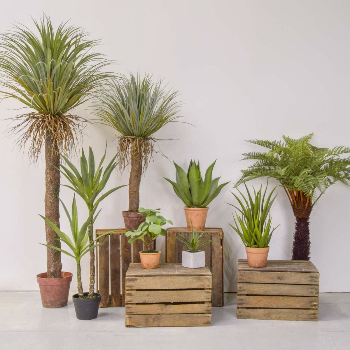 Artificial Plants & Trees